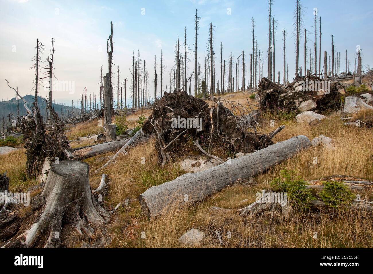 Bayerisch - Deutschland, 1. August 2015: Der Nationalpark Bayerischer Wald ist ein Nationalpark im hinteren Bayerischen Wald direkt an der Grenze zum C Stockfoto