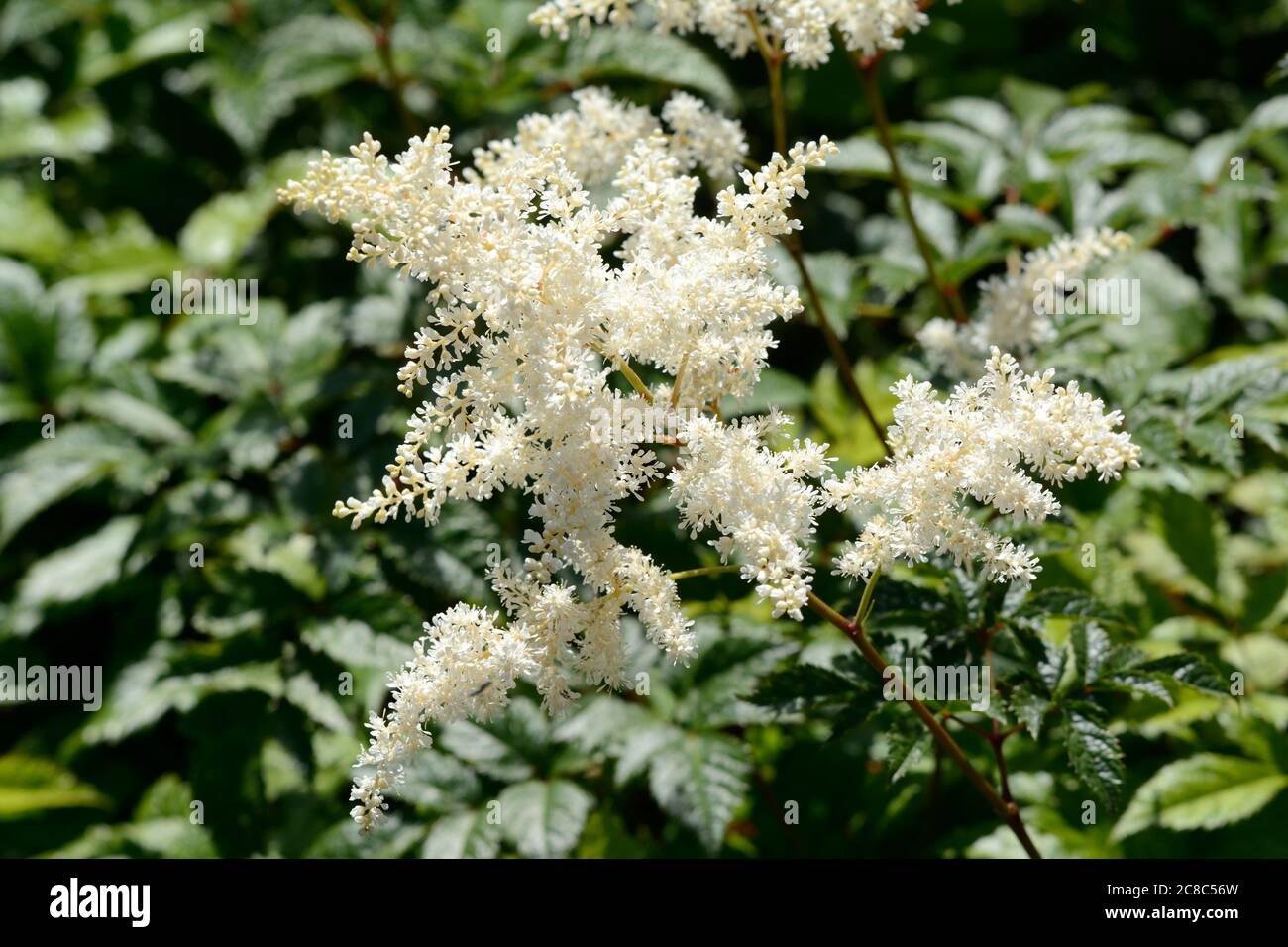 Astilbe Bumalda Garden Astilbe Falce Ziegen Bart Falsche Spirea bumalda Blumen Stockfoto