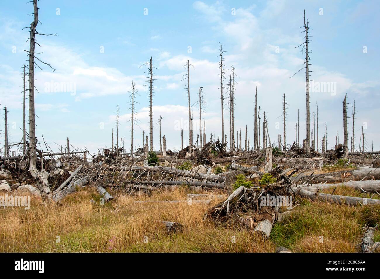 Bayerisch - Deutschland, 1. August 2015: Der Nationalpark Bayerischer Wald ist ein Nationalpark im hinteren Bayerischen Wald direkt an der Grenze zum C Stockfoto