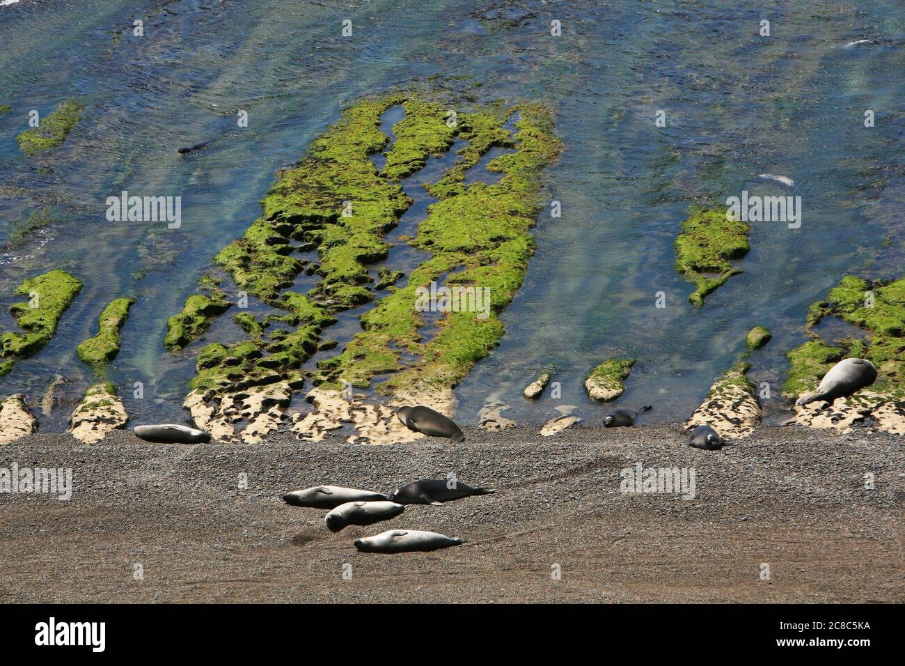 Gruppe von südlichen Seelöwen (Otaria flavescens) oder patagonischen Seelöwen, león oder lobo marino, die sich an einem Strand in Península Valdés, Argentinien, ausruhen. Stockfoto