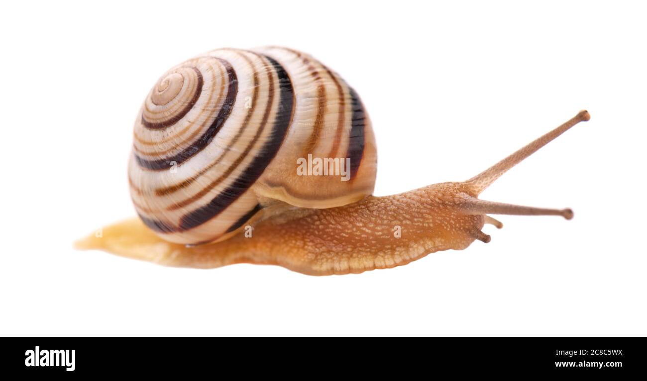 Gartenschnecke vor, isoliert auf weißem Hintergrund. Stockfoto