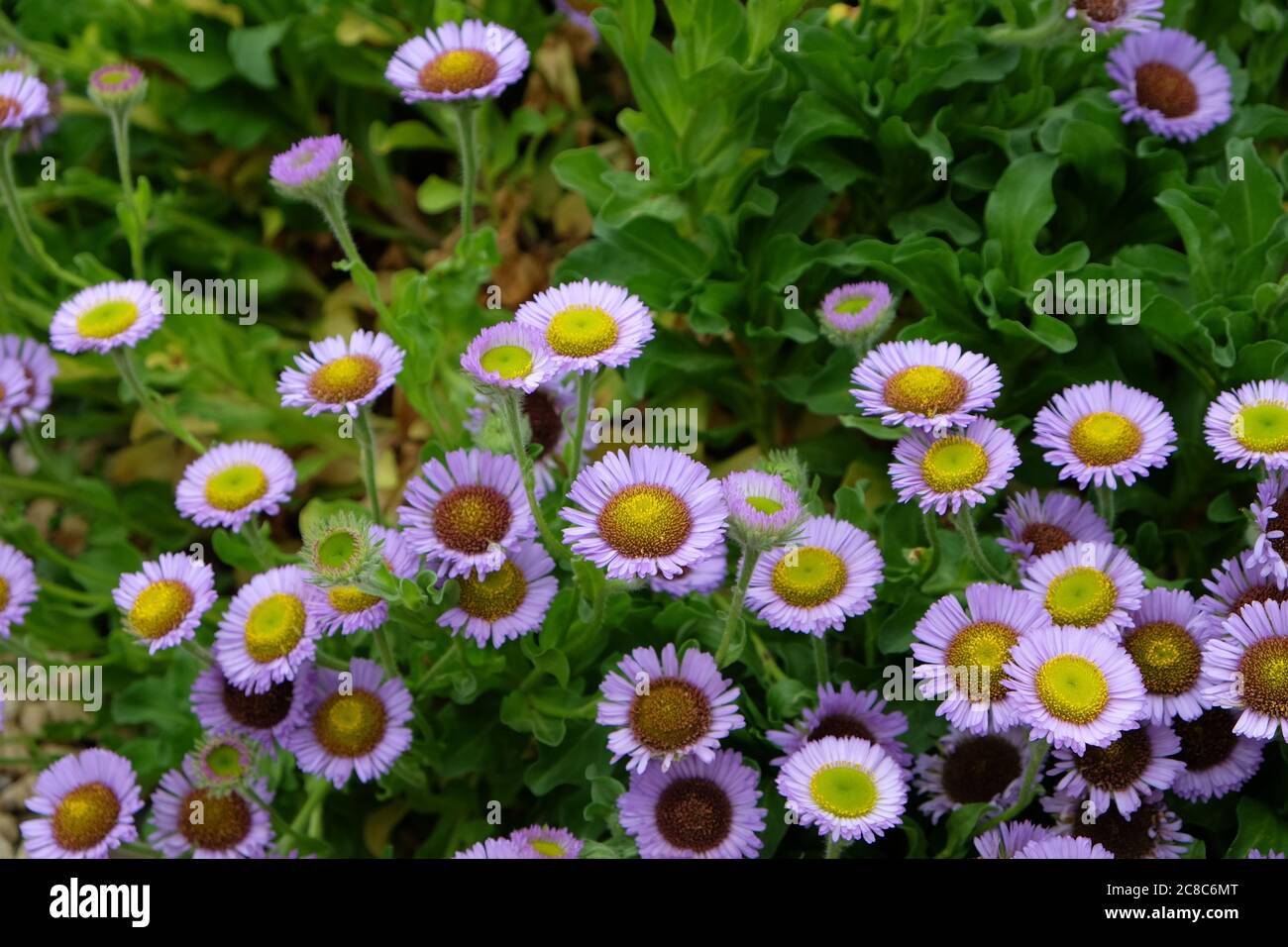 Erigeron glaucus fleabane 'Sea Breeze' in Blüte Stockfoto