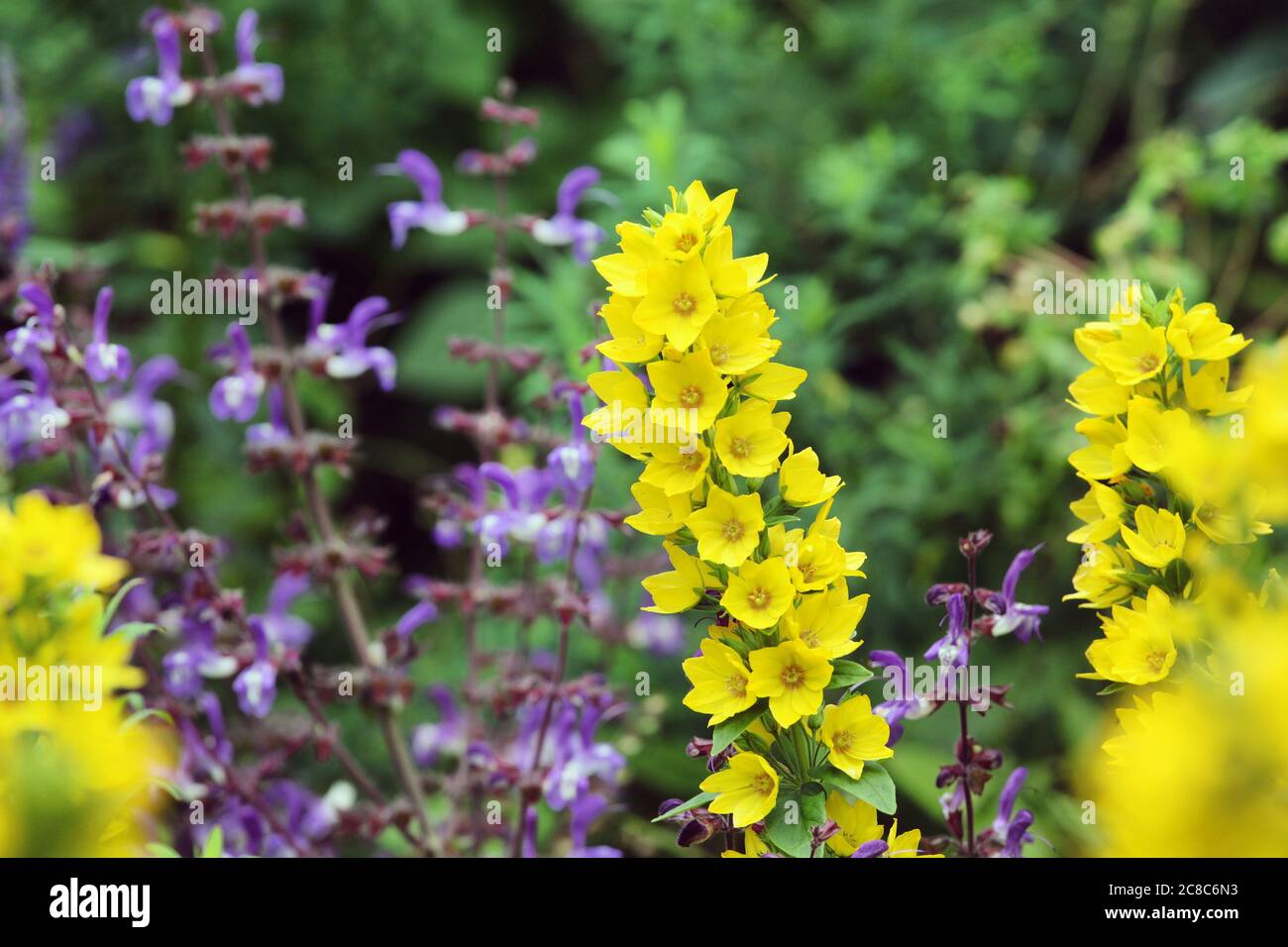 Große gelbe Loosestrage in Blüte Stockfoto