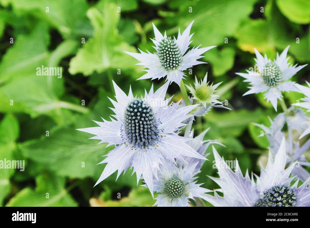 Eryngos, Alpenmeer-Stechpalme in Blüte Stockfoto