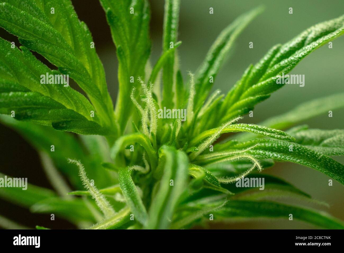 Marihuana Anbau und Anbau. Haare und grünes Blatt. Cannabis-Makro Stockfoto