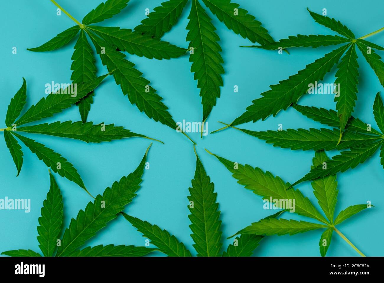 Cannabis Blätter im Kreis. Blauer Hintergrund. Draufsicht auf Marihuana grünes Blatt. Unkraut entwerfen Stockfoto