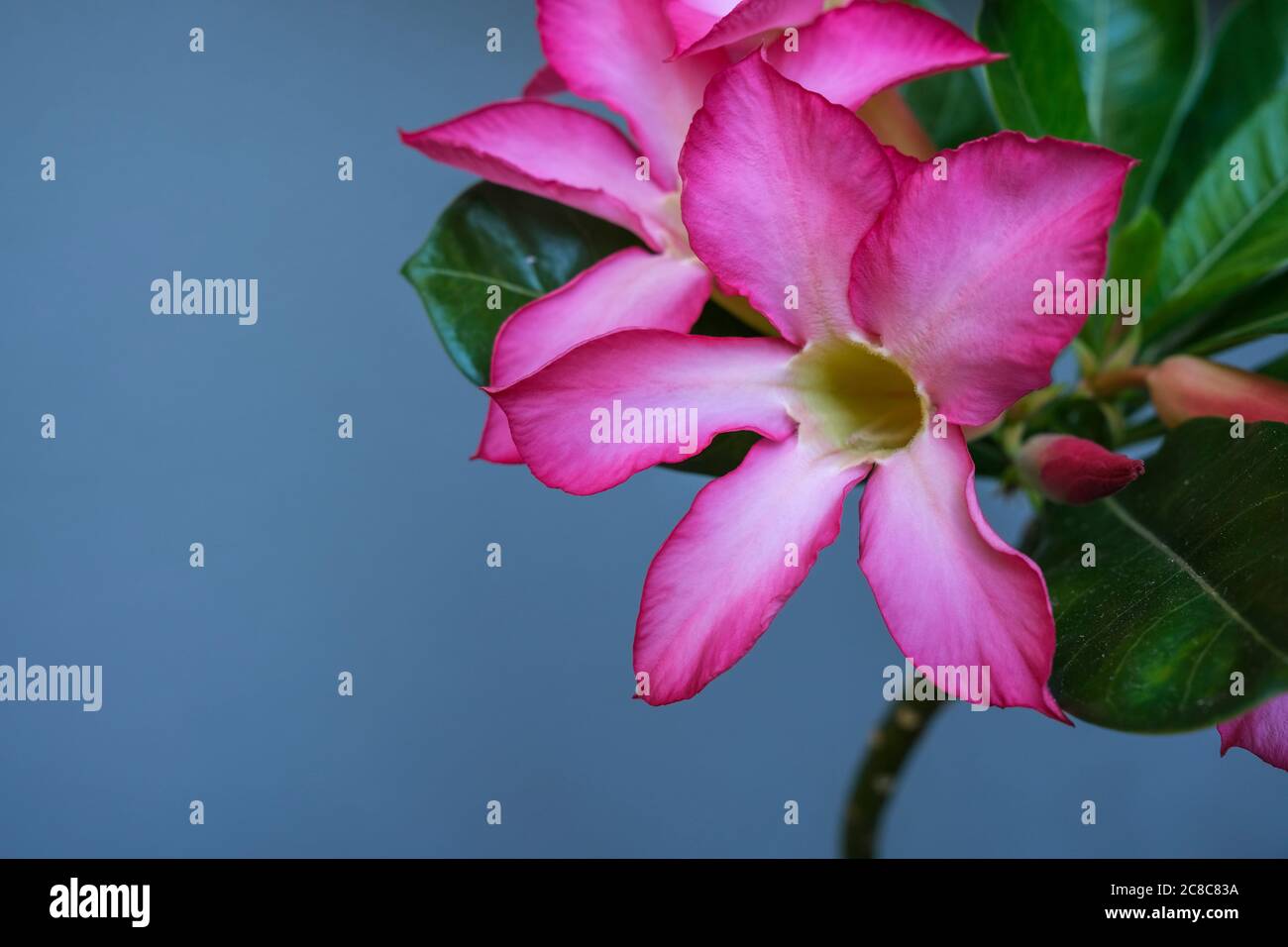 Rosa Blume des Adenium obesum auch bekannt als Wüstenrose oder Bangkok kalachuchi Stockfoto