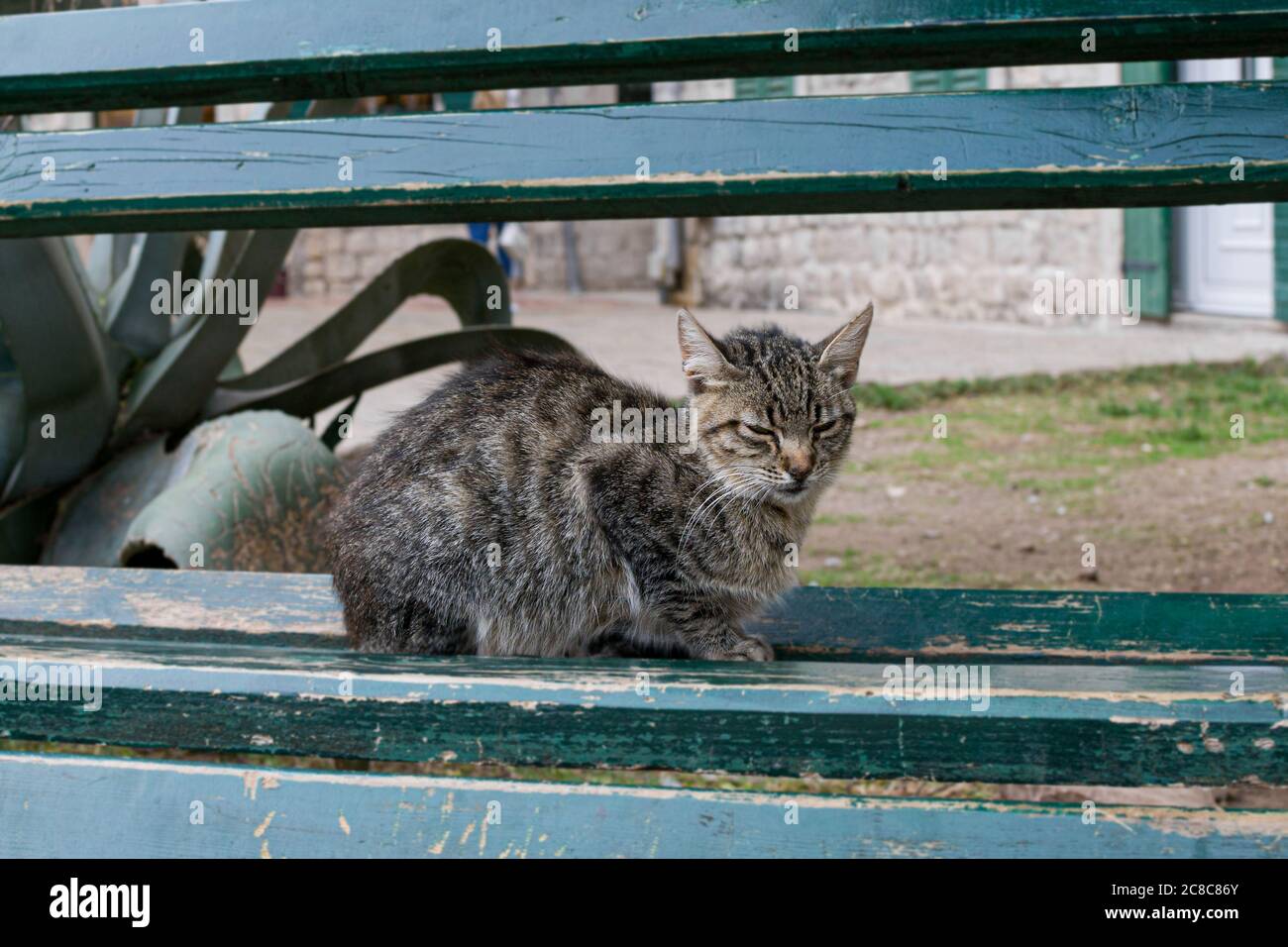 Unzufriedene Straßenraue Katze mit einem verächtlich aussehen, liegt auf einer Bank in der Stadt Kotor, Montenegro Stockfoto
