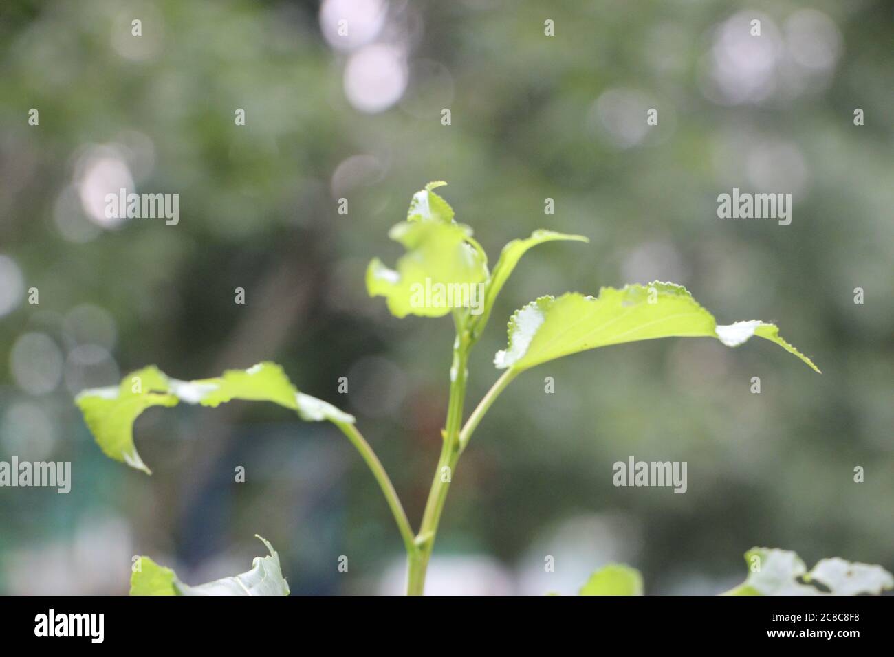 Junge Buchenblätter vor Bokeh Hintergrund Stockfoto