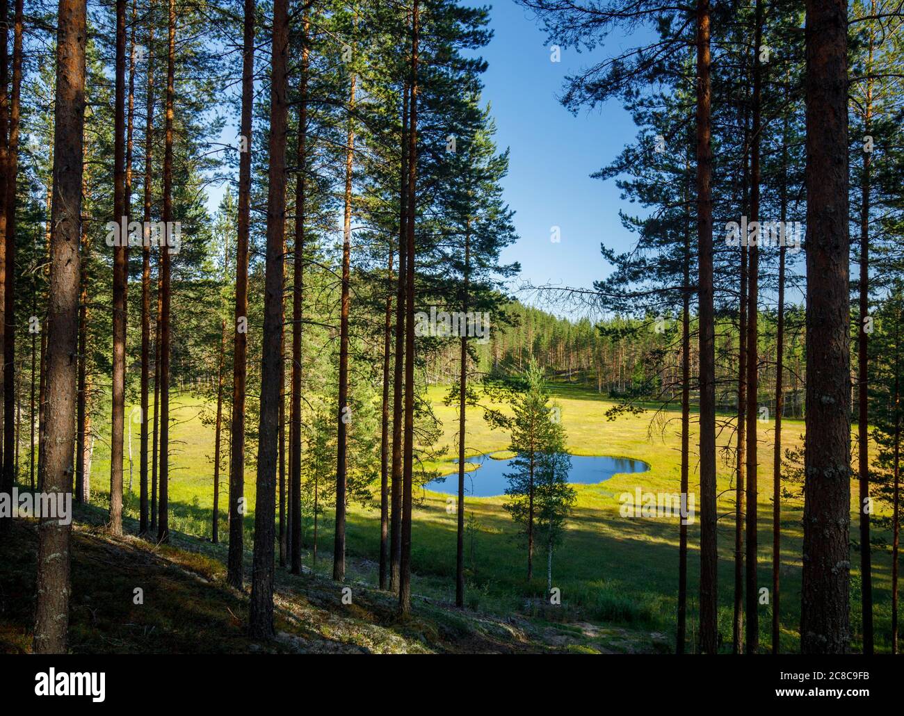 Eisesker mit wachsenden Kiefern ( Pinus Sylvestris ) und einem bewachsenen kleinen See Moor in der Mitte der Taiga Waldesker , Lintharju , Finnland Stockfoto