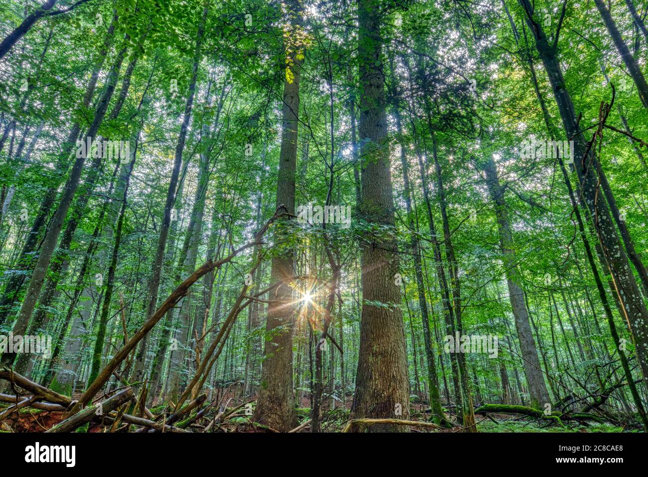Ruhiger Sonnenaufgang im Urwald der Mittelsteiguette, einem ursprünglichen Baumgebiet im bayerischen Wald, wo die natürliche Wachstumszikel stattfindet Stockfoto