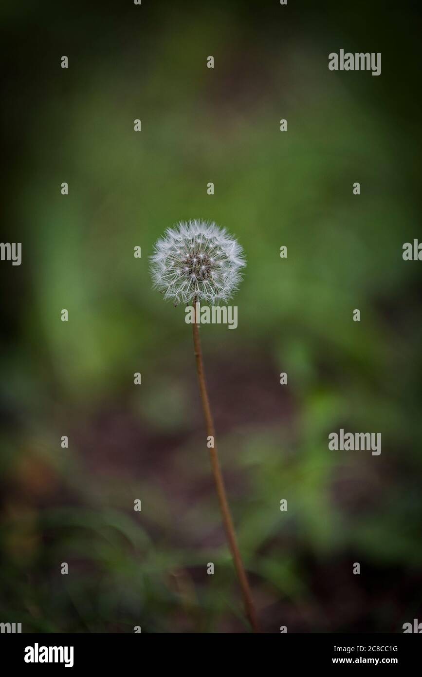 Ein Löwenzahn Taraxacum Samenkopf. Stockfoto