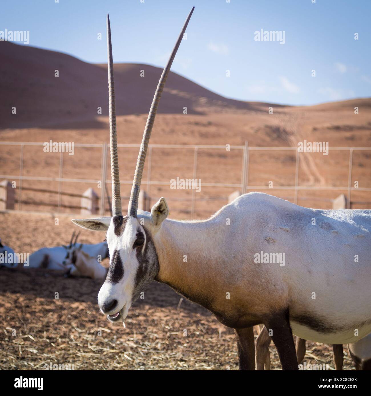 Große Antilopen mit spektakulären Hörnern, Gemsbok, Oryx gazella, die in Gefangenschaft in der Oman Wüste gezüchtet werden. Stockfoto