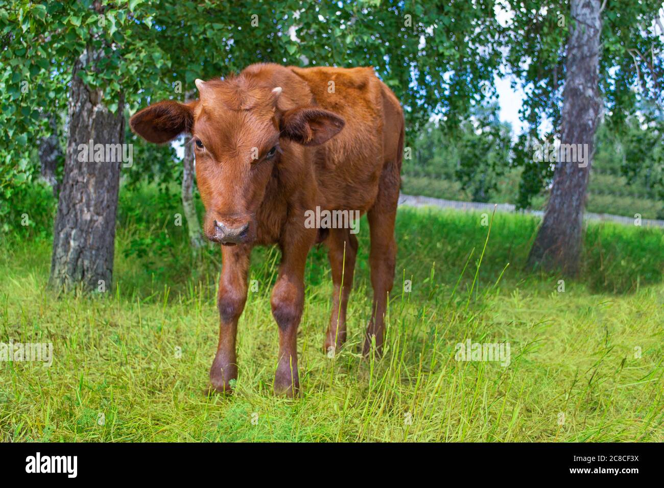 Ein kleines braunes Kalb grast neben Bäumen auf einer Weide. Stockfoto