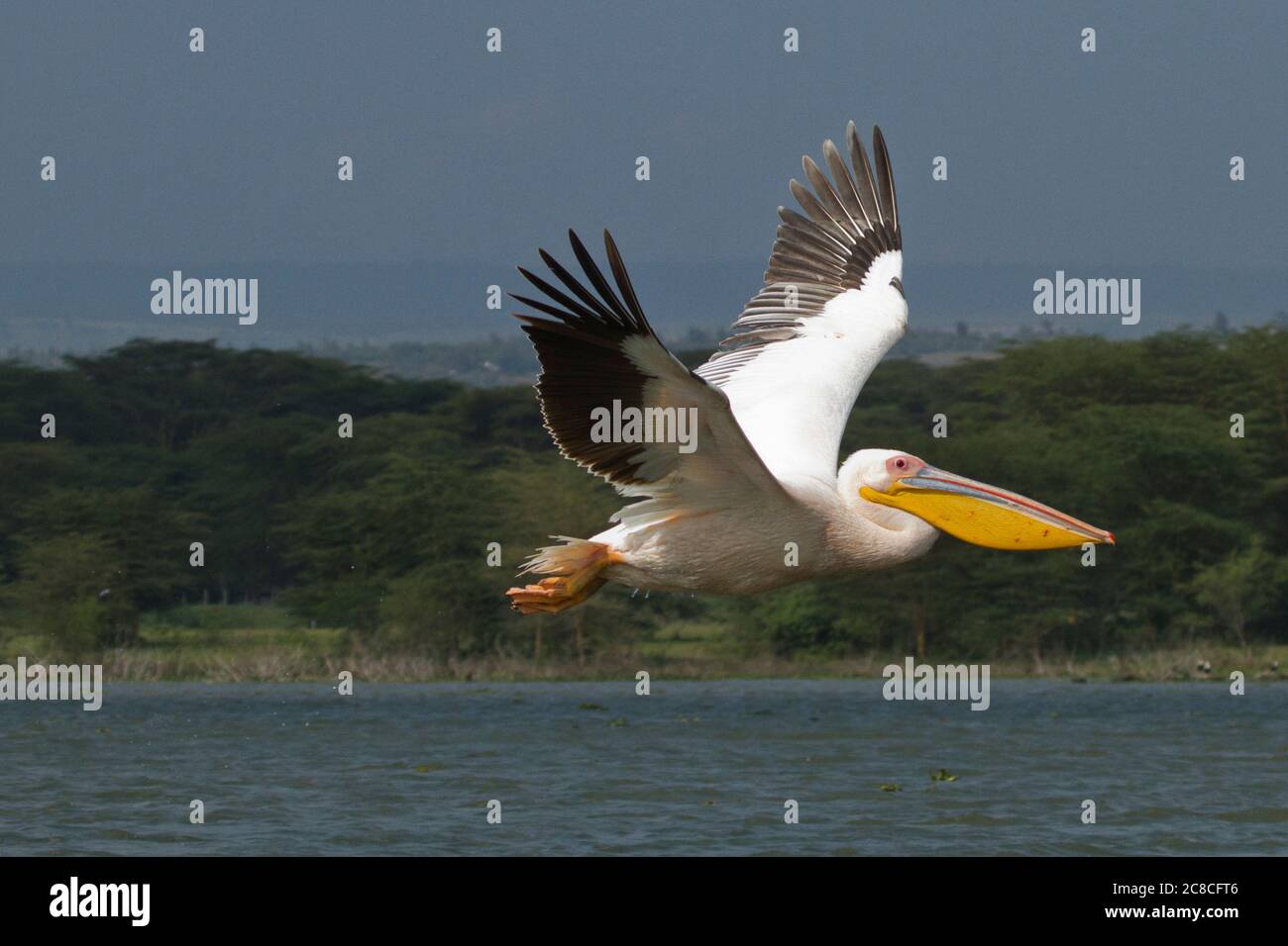 Großer weißer Pelikan (Pelecanus Onocrotalus) im Flug, Hulla-Tal, Israel Stockfoto