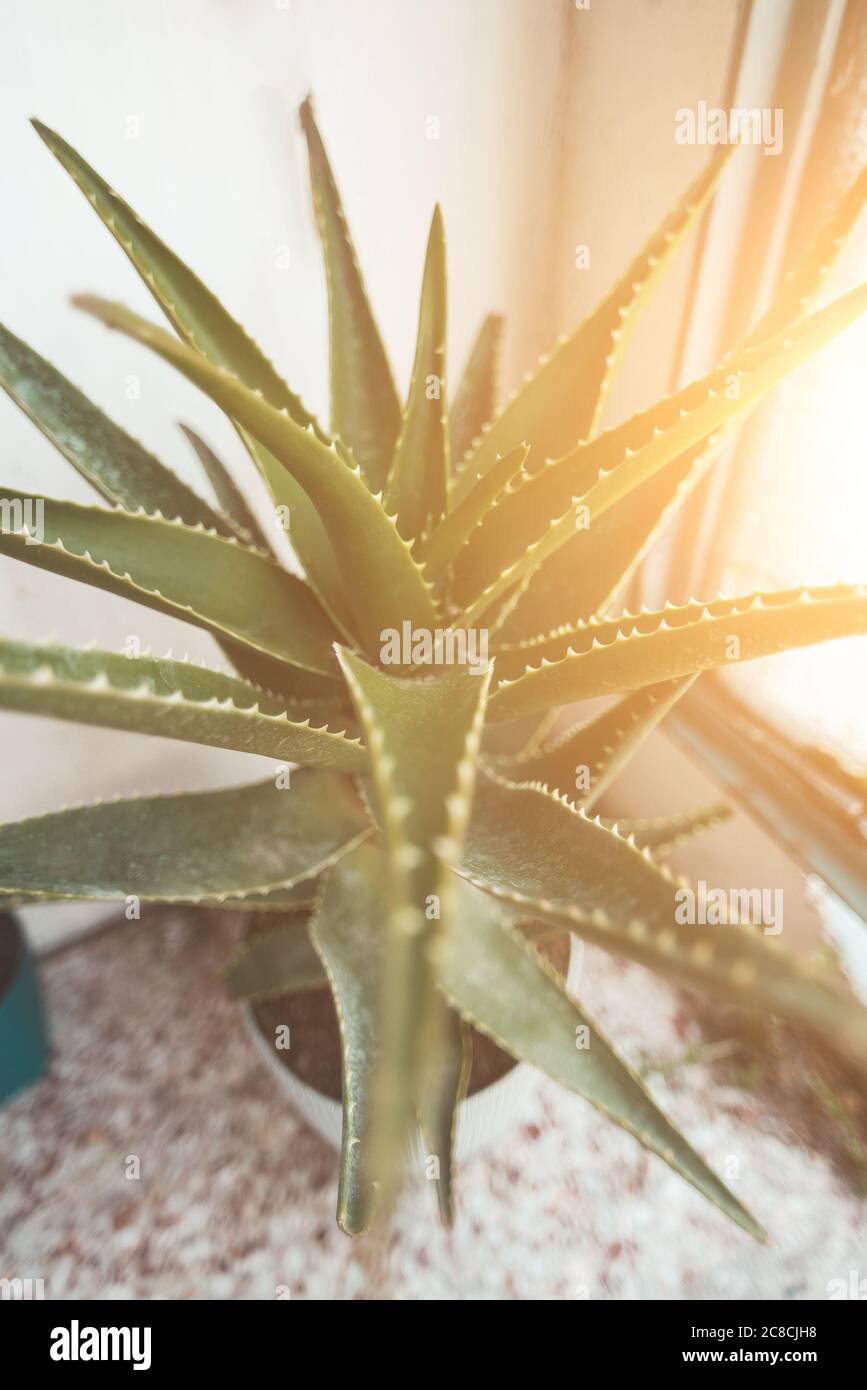 Aloe Vera Pflanze auf dem Balkon Stockfotografie - Alamy
