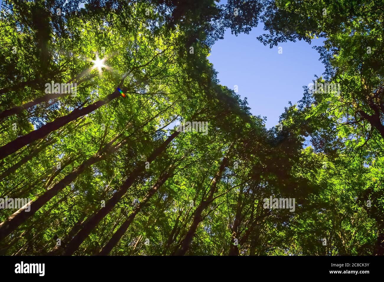 Das Vordach dieses Waldes hat ein Herz-förmiges Loch, das den blauen Himmel zeigt Stockfoto