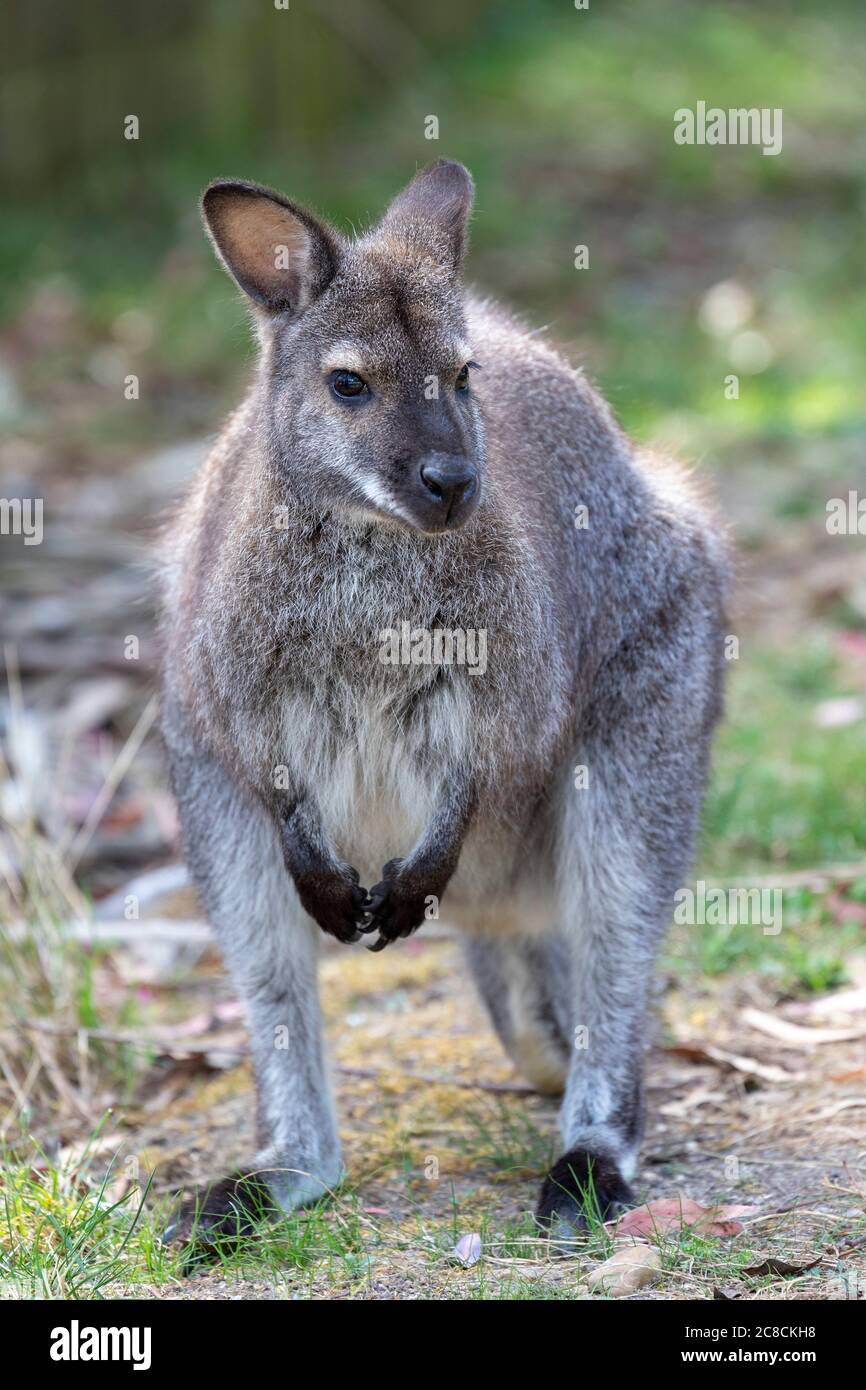 Ein junger Erwachsener Wallaby in der Natur Stockfoto