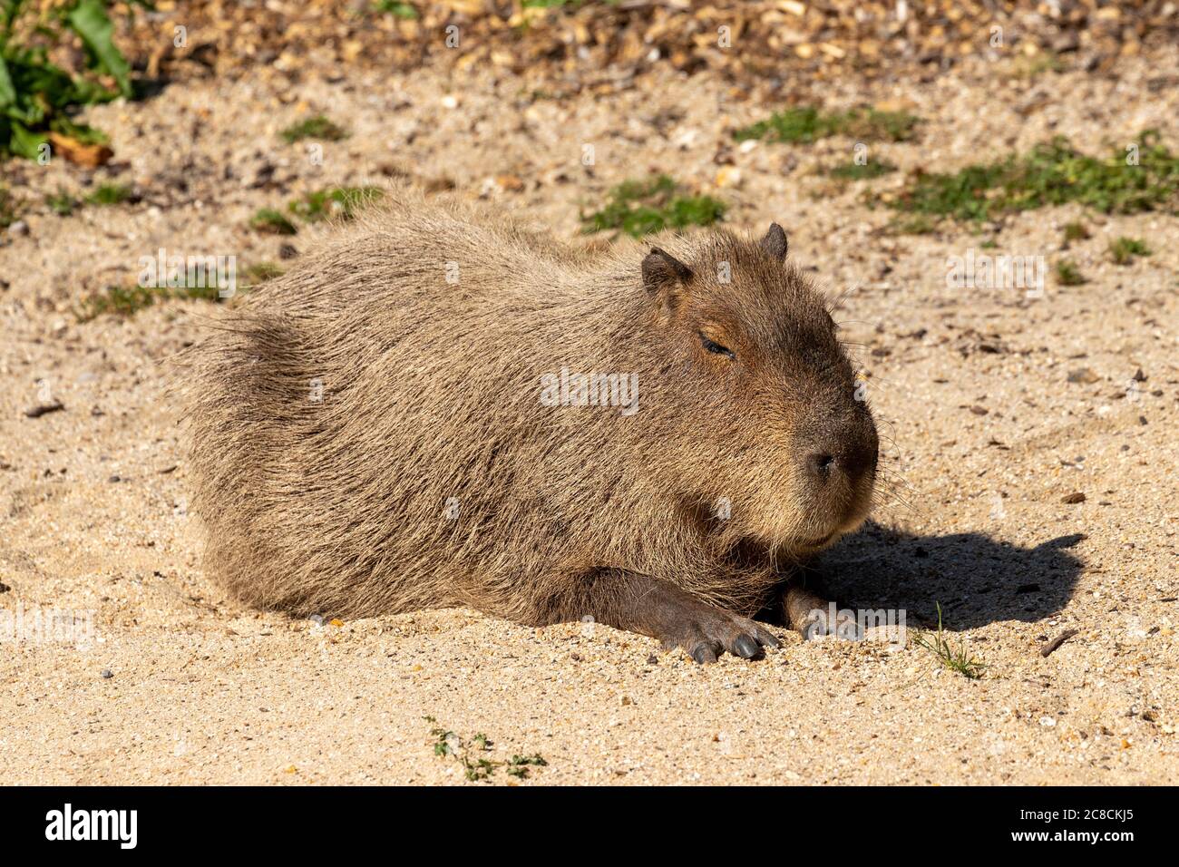 Eine Capybara in der heißen Sonne Stockfoto