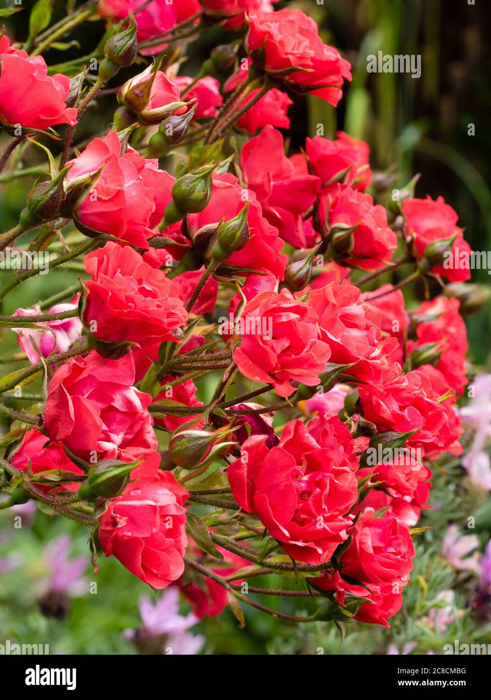 Blütengruppe der rot blühenden, winterharten Wanderrose, Rosa 'Paul's Scarlet' Stockfoto