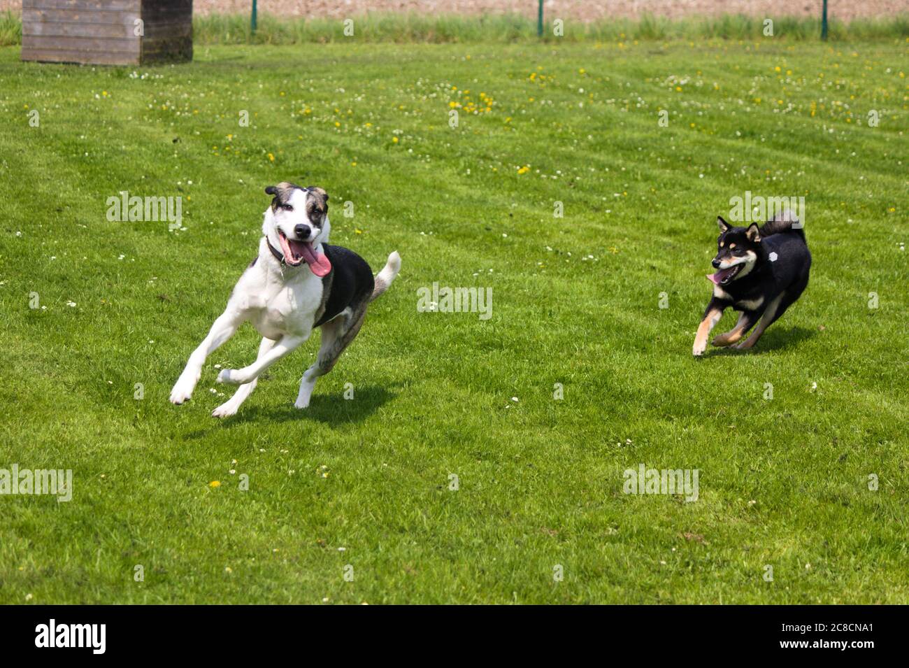 Laufende Hunde auf der Hundewiese Stockfoto