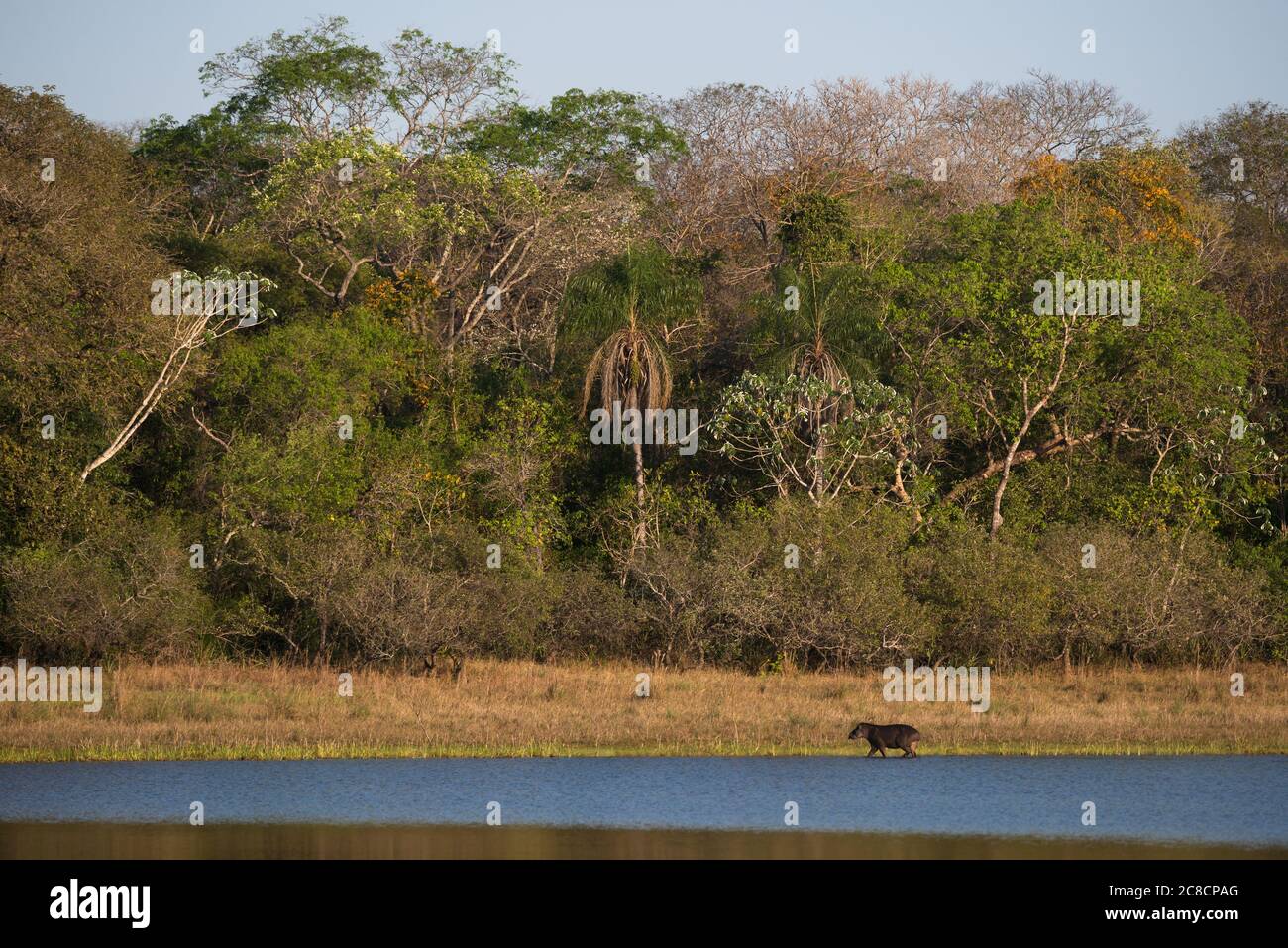 Tapir (Tapirus terrestris) am Rande eines Sees in Süd-Pantanal, Brasilien Stockfoto