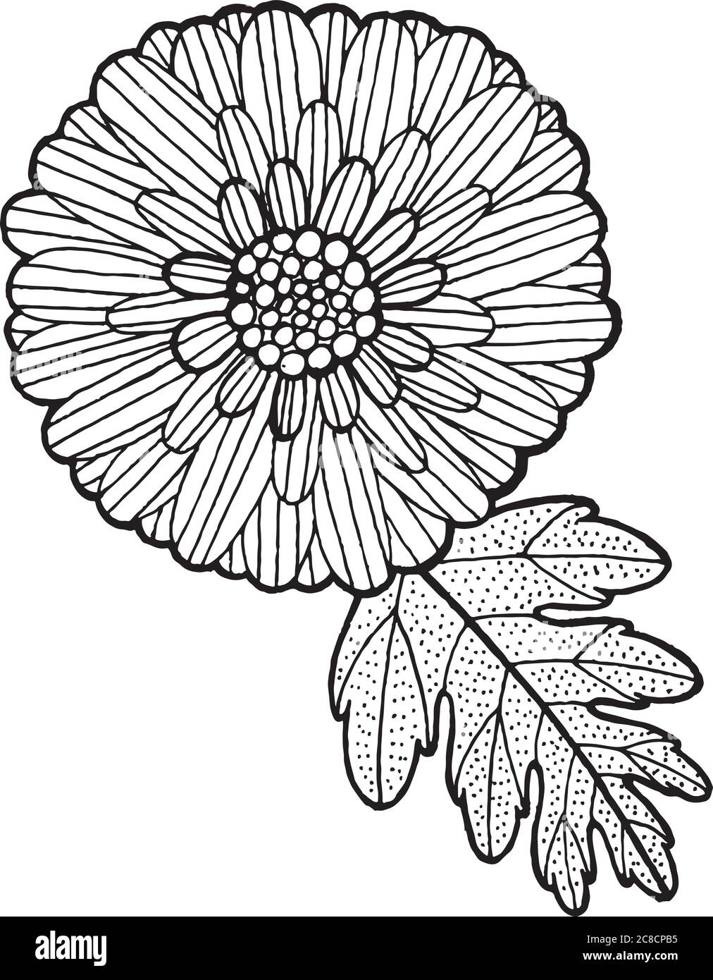Hrysanthemum - Blume und Blatt. Isolierte Grafik. Vect Stock Vektor