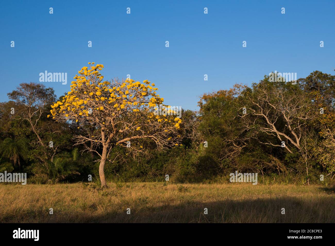 Ein gelber Tabebuia Baum in Blüte, im südlichen Pantanal, Brasilien Stockfoto
