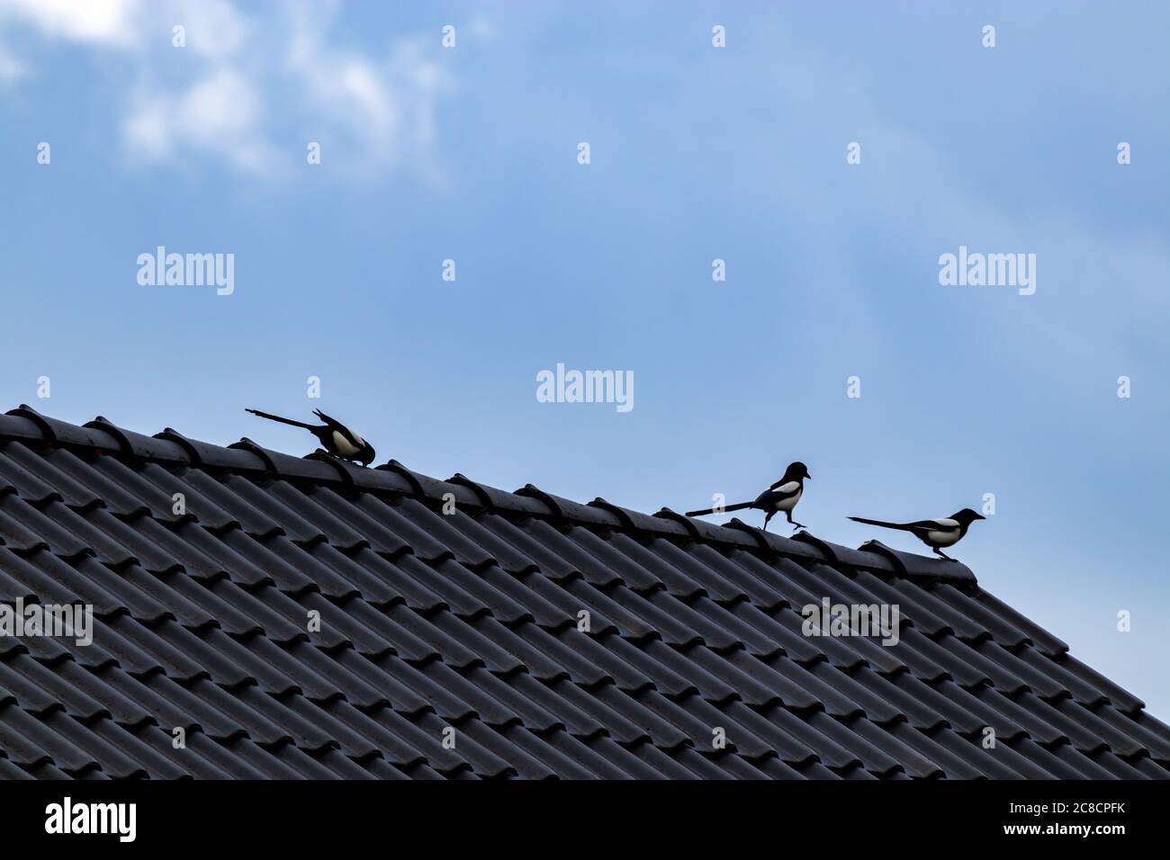 Vogels on the Dach Stockfoto Vogels on the Dach Stockfoto