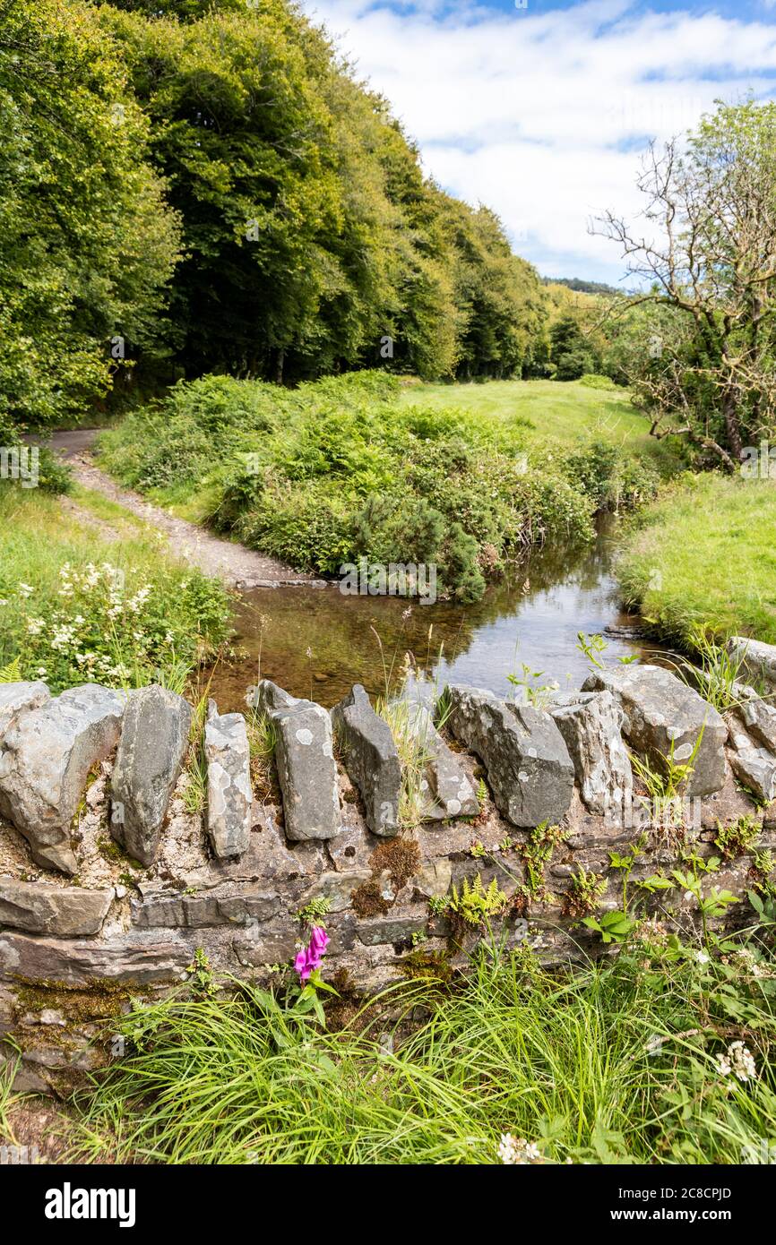 Ein einsamer Fuchshandschuh, der im Exmoor-Nationalpark neben der Robbers Bridge über dem Weir Water bei Oare, Somerset, England, wächst Stockfoto