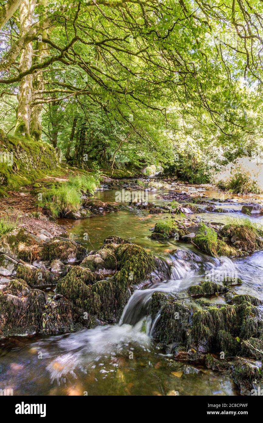 Alte Buchen am Weir Water im Exmoor National Park an der Robbers Bridge bei Oare, Somerset UK Stockfoto
