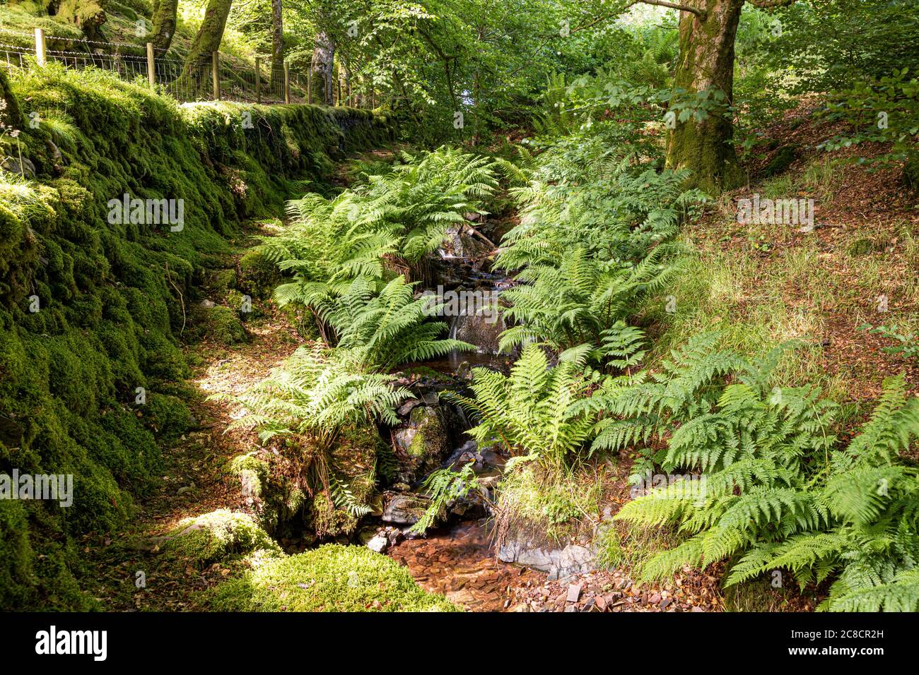 Ein kleiner Bach im Exmoor National Park, der durch Farne fließt und Weir Water bei Robbers Bridge in der Nähe von Oare, Somerset UK, erreicht Stockfoto