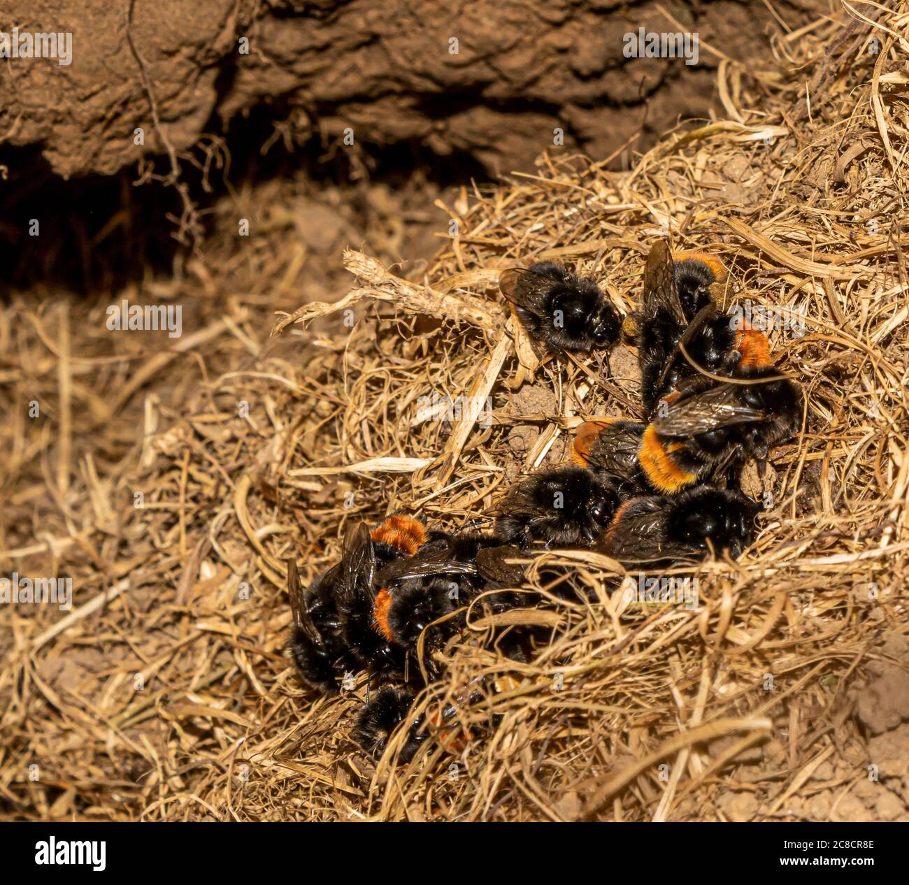 Okosystem Stockfotos und -bilder Kaufen - Alamy