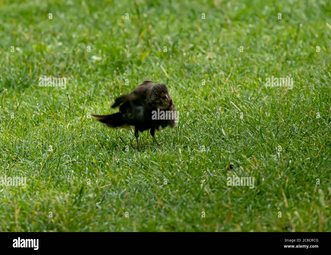 schwarzer Vogel auf einer Wiese Stockfoto schwarzer Vogel auf einer Wiese Stockfoto