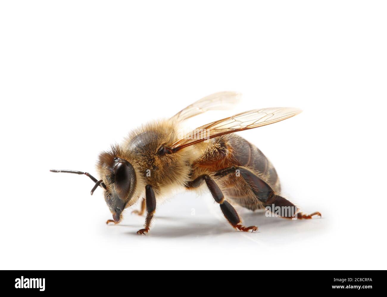 Biene isoliert auf weißem Hintergrund, Makro Stockfoto