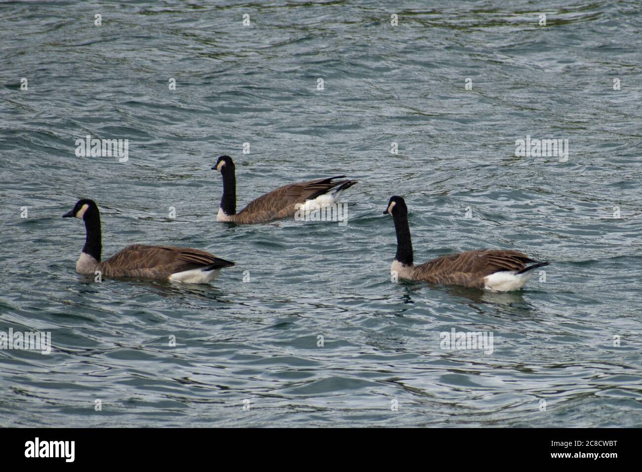 Drei Gänse schwimmen Stockfoto
