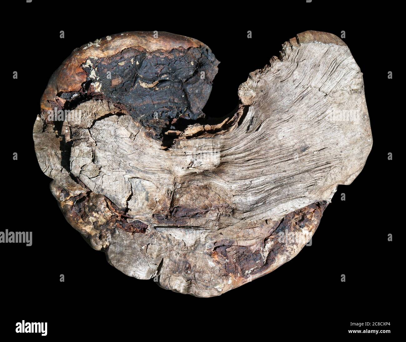 Ein verbrannter Baum auf einem Schnitt sieht aus wie ein verkohltes Herz. Isoliert auf schwarzem Hintergrund Stockfoto