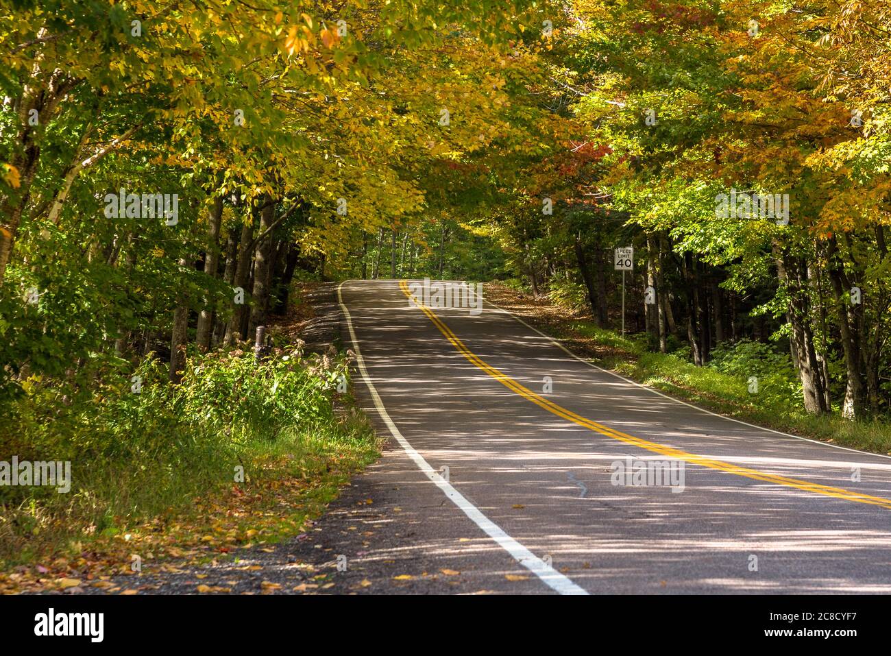 Baumtunnel auf einer Bergstraße an einem sonnigen Herbsttag. Wunderschönes Herbstlaub. Stockfoto