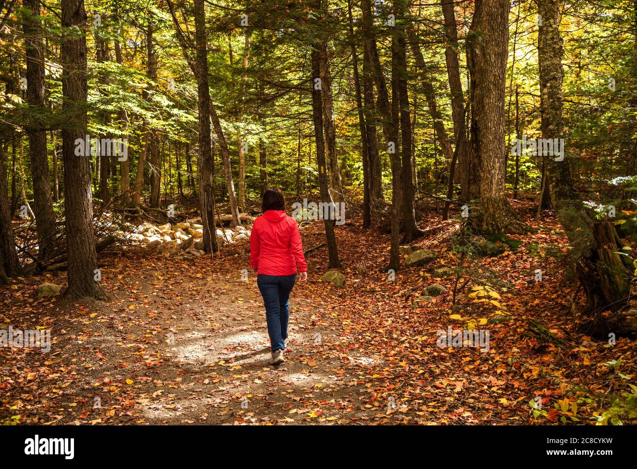 Frau, die allein auf einem Waldweg geht, der im Herbst mit gefallenen Blättern bedeckt ist. Konzept der Einsamkeit. Stockfoto