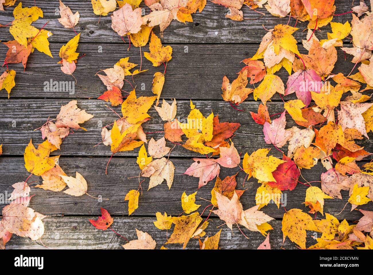 Nahaufnahme von gefallenen Blättern auf einer Promenade. Herbsthintergrund. Stockfoto