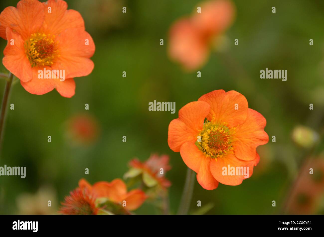 Orange gefärbte Avens Geum 'Totally Tangerine' Blumen in den Grenzen bei RHS Garden Harlow Carr, Harrogate, Yorkshire, England, UK gewachsen. Stockfoto