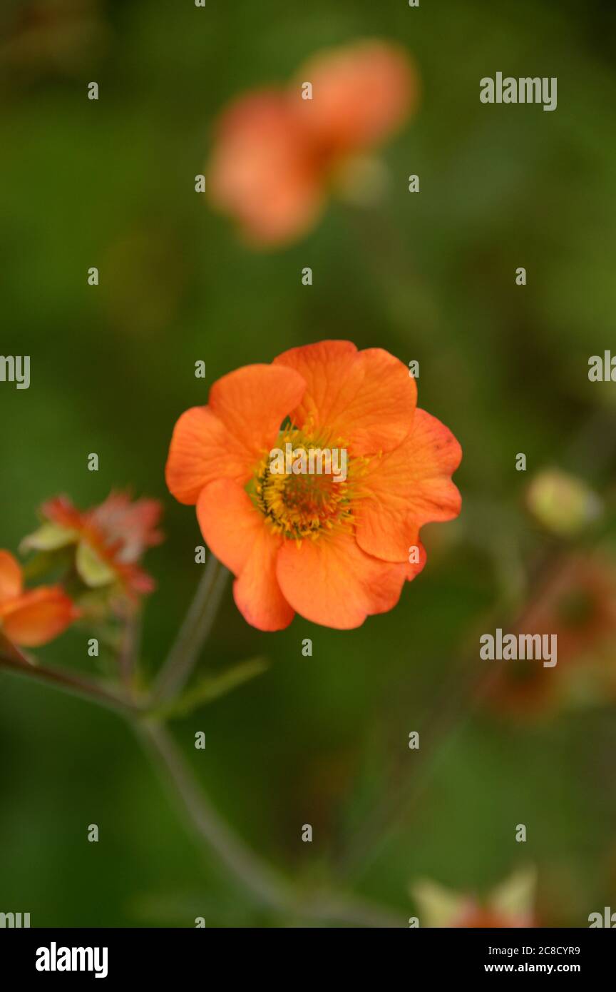 Orange gefärbte Avens Geum 'Totally Tangerine' Blumen in den Grenzen bei RHS Garden Harlow Carr, Harrogate, Yorkshire, England, UK gewachsen. Stockfoto