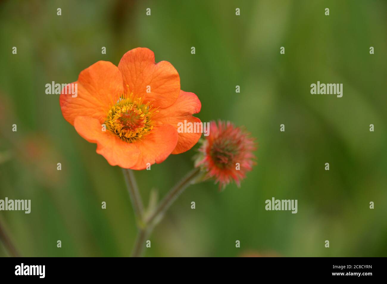 Orange gefärbte Avens Geum 'Totally Tangerine' Blumen in den Grenzen bei RHS Garden Harlow Carr, Harrogate, Yorkshire, England, UK gewachsen. Stockfoto