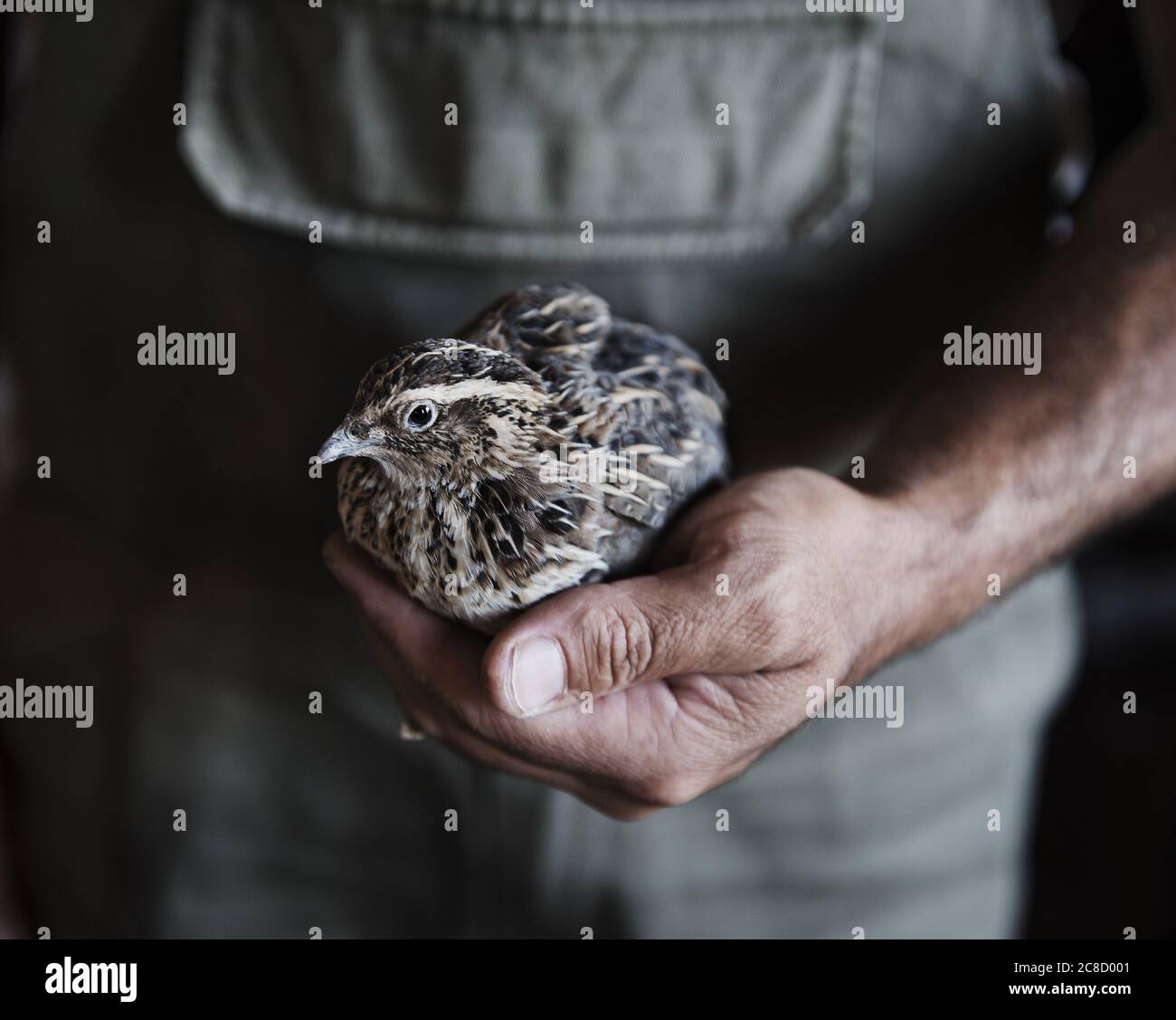 Mans Hand hält einen Rebhuhn Vogel, Göreme, Kappadokien, Türkei Stockfoto