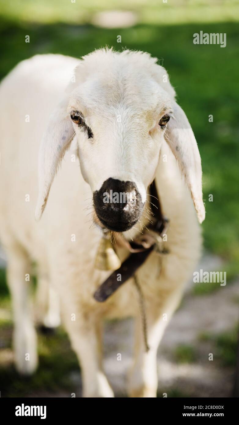 Schafe im Gras, Göreme, Kappadokien, Türkei Stockfoto