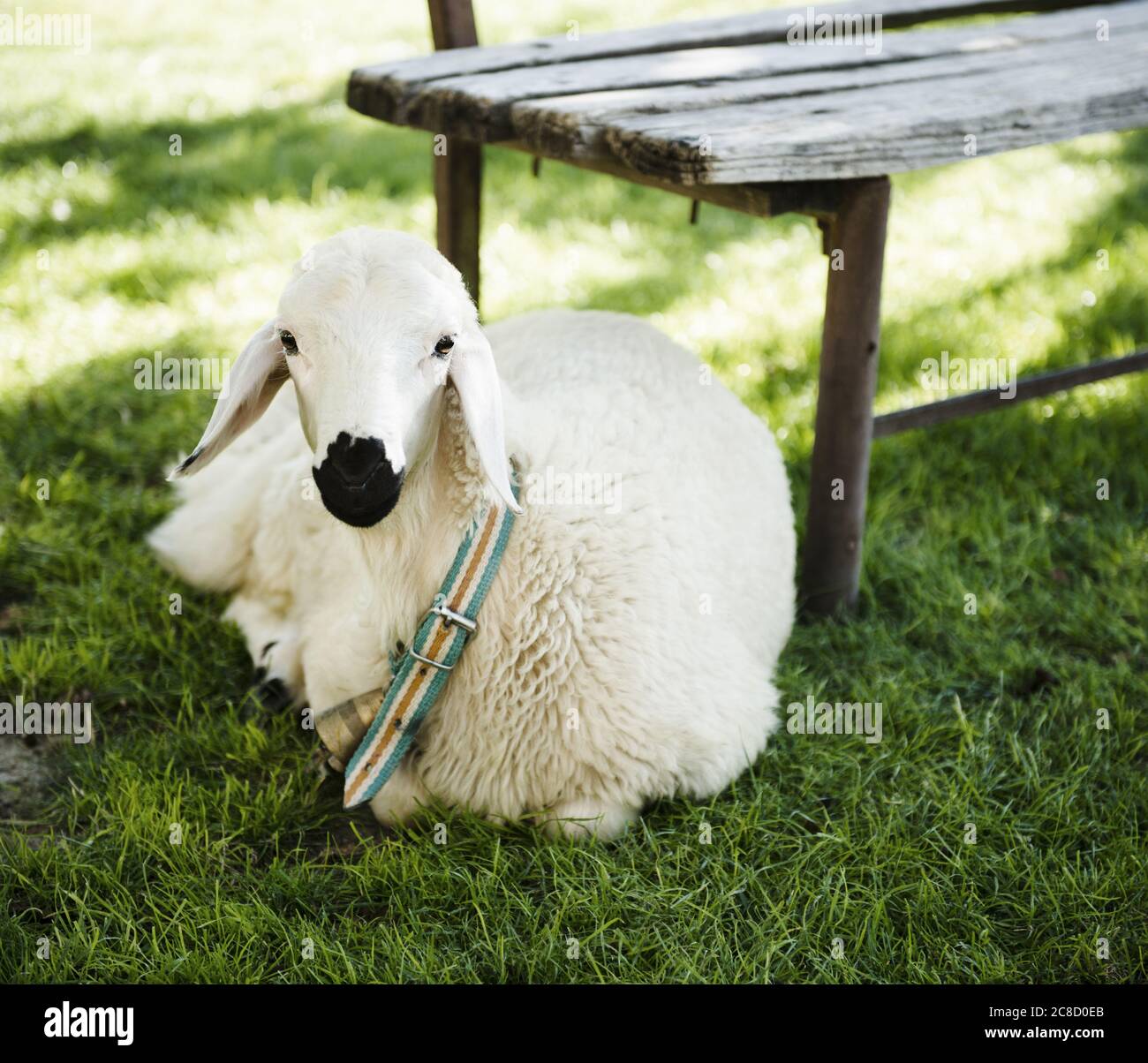 Schafe im Gras, Göreme, Kappadokien, Türkei Stockfoto