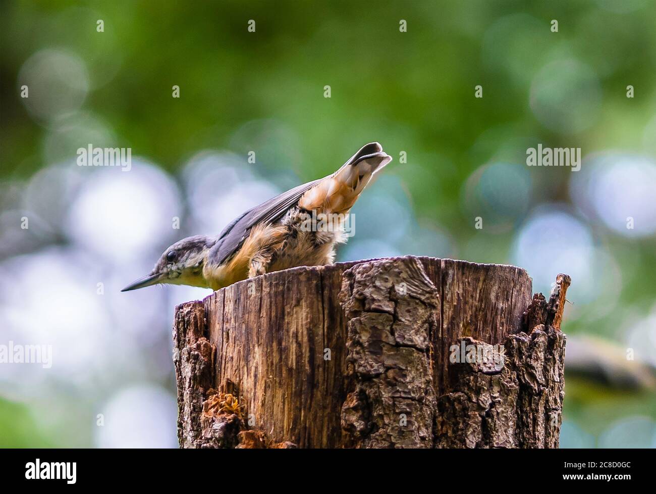 Ein männlicher eurasischer Aktvogel - Sitta europaea Vogel - thront auf einem Baumstumpf im Wald des Königsheides in Berlin Johannisthal, Deutschland Stockfoto