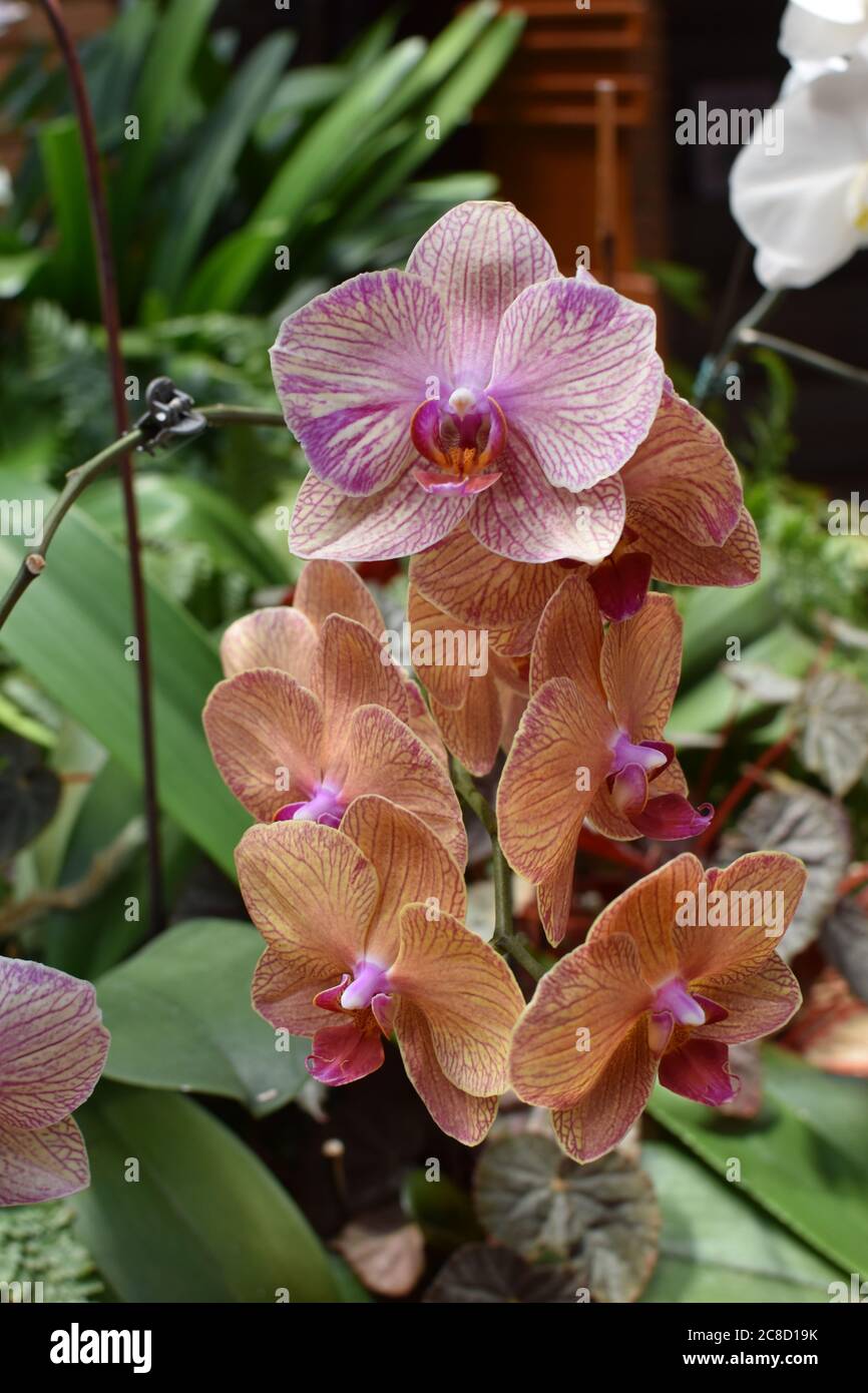 Pfirsich Orchidee in Blüte im Sommer Stockfoto