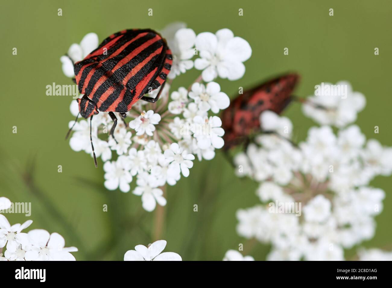 Rot und schwarz italienisch gestreifter Käfer oder Minstrel Bug (Graphihosoma italicum) kriechen auf weißer Blume. Stockfoto