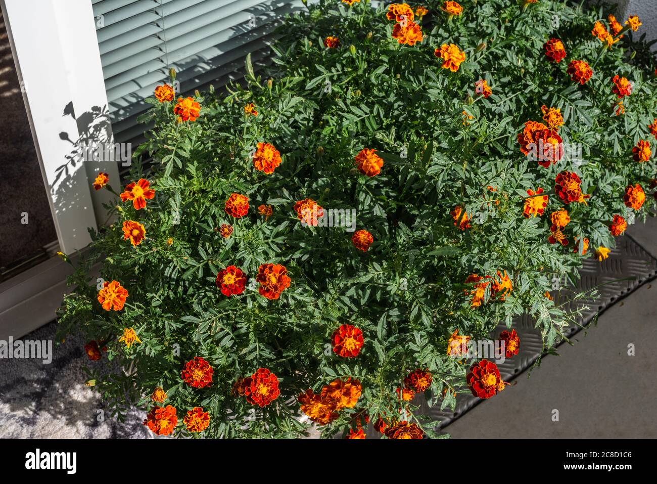 Topf-Agetes-Patula-orange-Blüten - französischer Marigold auf einem Balkon Stockfoto